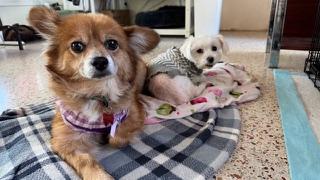 Dixie / Redington Beach