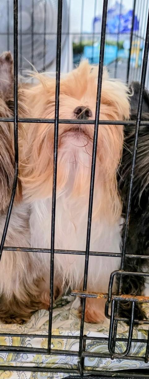 Enlarge Crystal, an adoptable Yorkshire Terrier in Mary Esther, FL image 2/2
