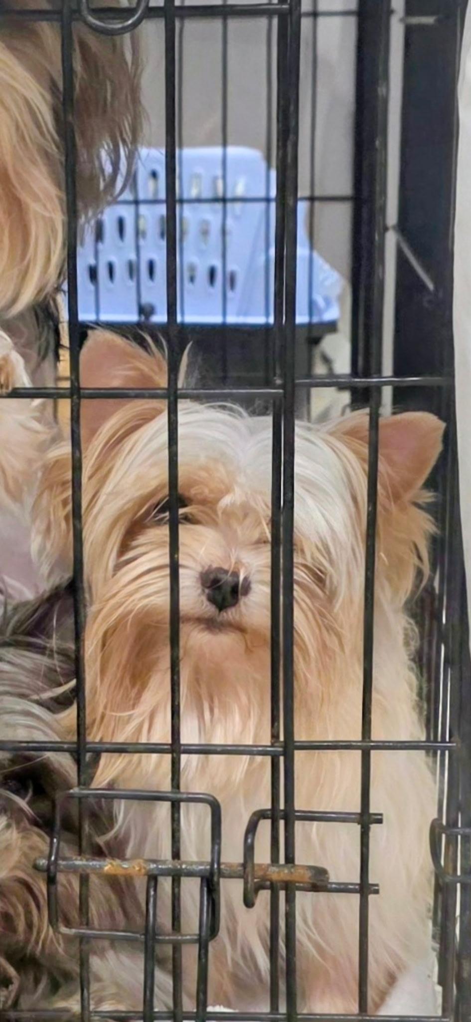 Crystal, adoptable, Adult Female Yorkshire Terrier.