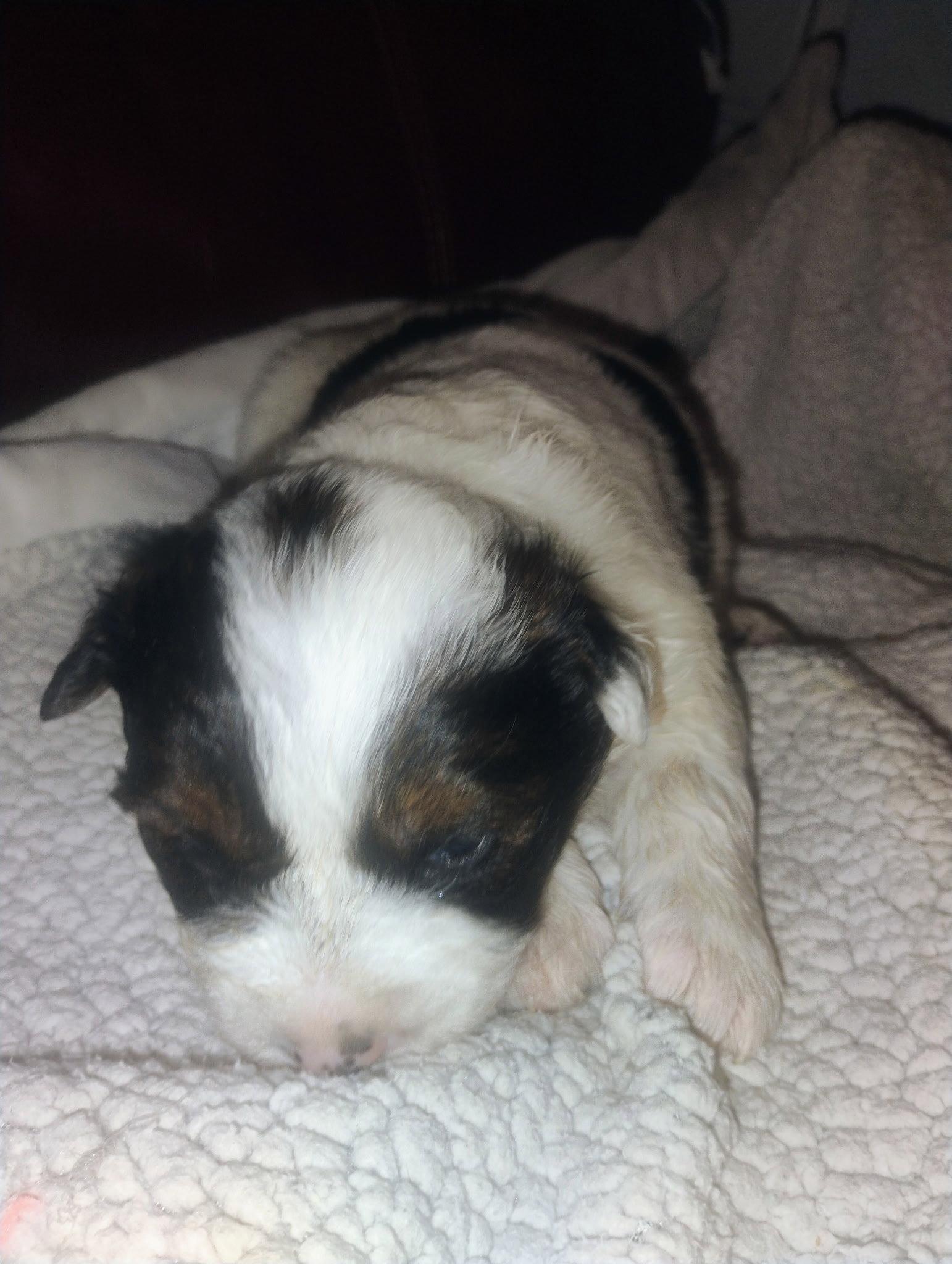 Enlarge Blaze, a Adoptable Mixed Breed in Polson, MT image 1/1