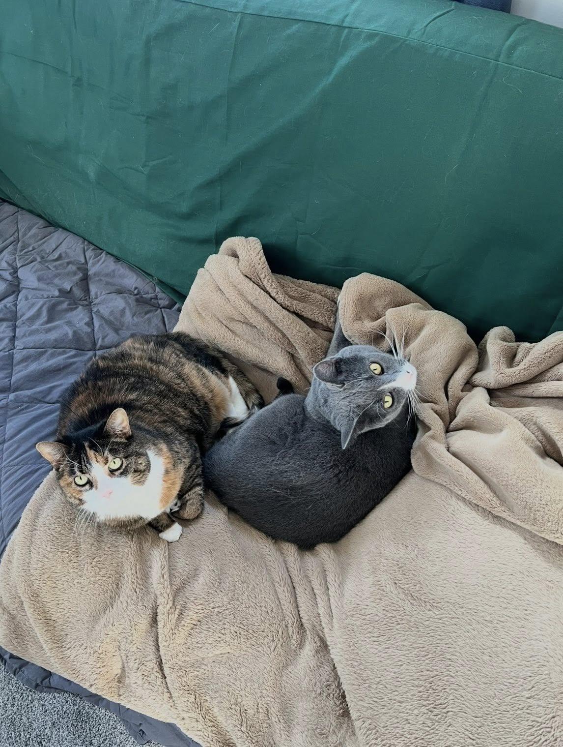 Lucky - COURTESY LISTING -DECLAWED CAT 12 YEARS OLD