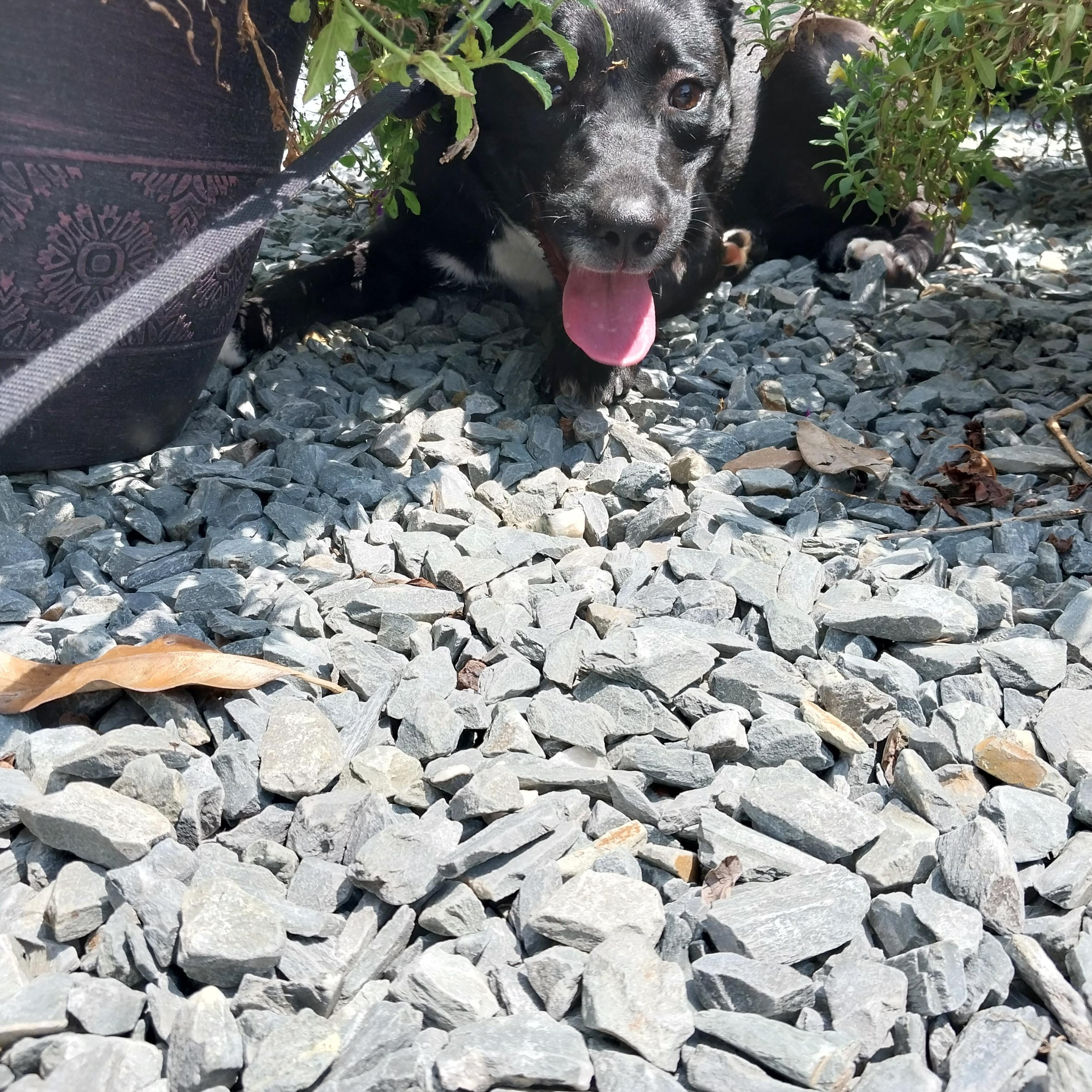 Enlarge Annie, an adopted Black Labrador Retriever in Waxhaw, NC image 2/3