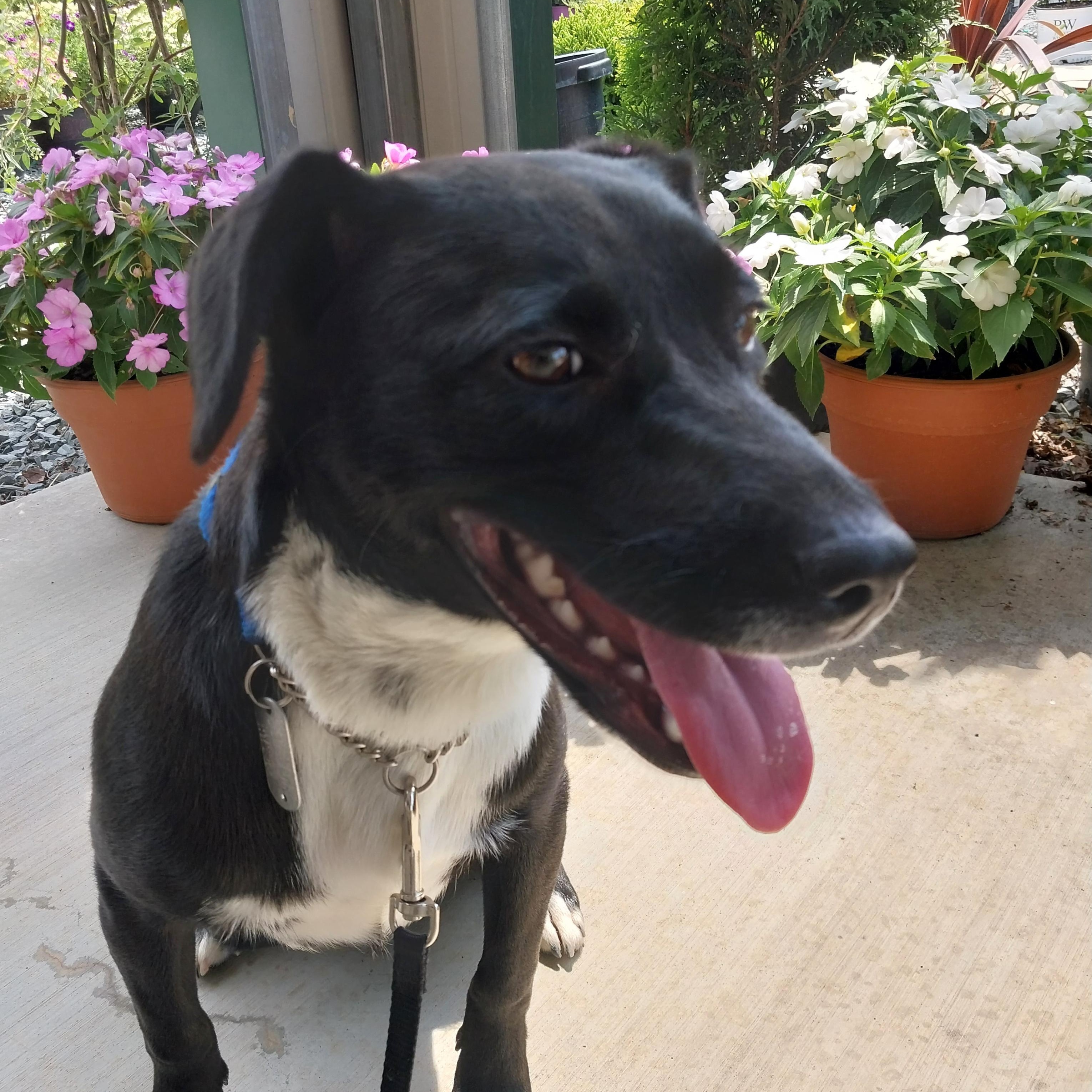 Enlarge Annie, an adopted Black Labrador Retriever in Waxhaw, NC image 3/3