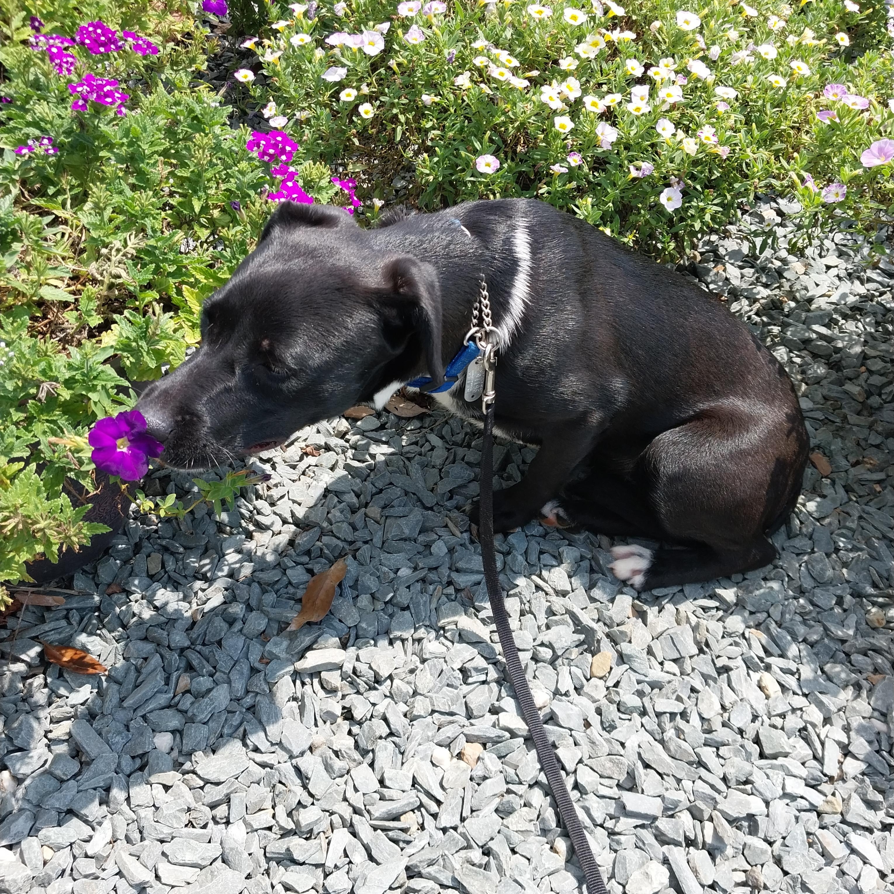 Annie, adopted, Puppy Female Black Labrador Retriever.