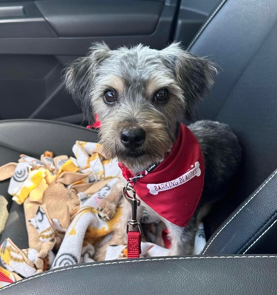 Enlarge Teddy , a Adopted mixed breed in Monroeville, PA image 1/6