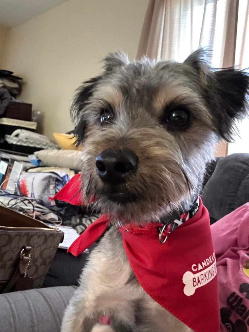 Enlarge Teddy , a Adopted mixed breed in Monroeville, PA image 2/6