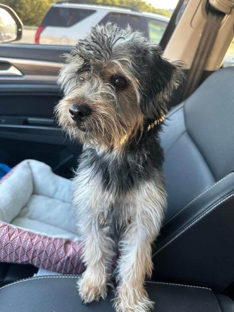 Enlarge Teddy , a Adopted mixed breed in Monroeville, PA image 4/6