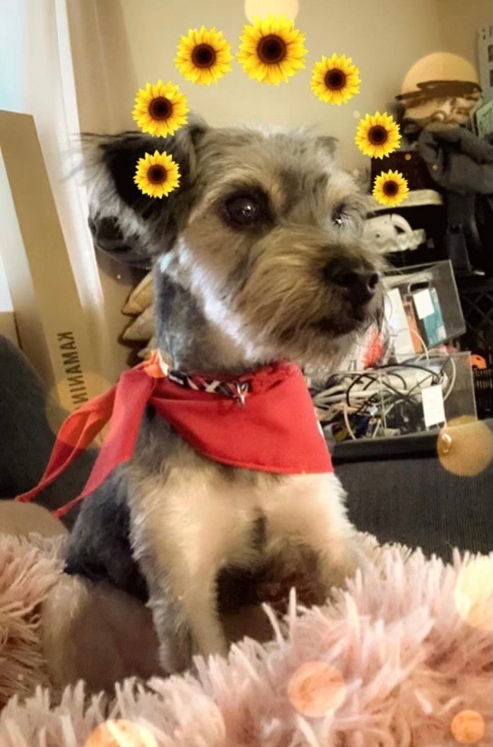 Enlarge Teddy , a Adopted mixed breed in Monroeville, PA image 6/6