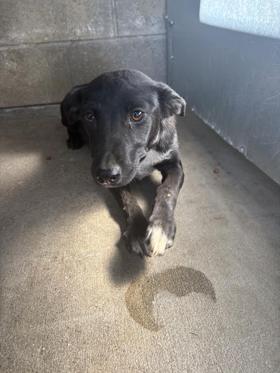 Enlarge Muffin, a ADOPTABLE mixed breed in Oakdale, CA image 1/1