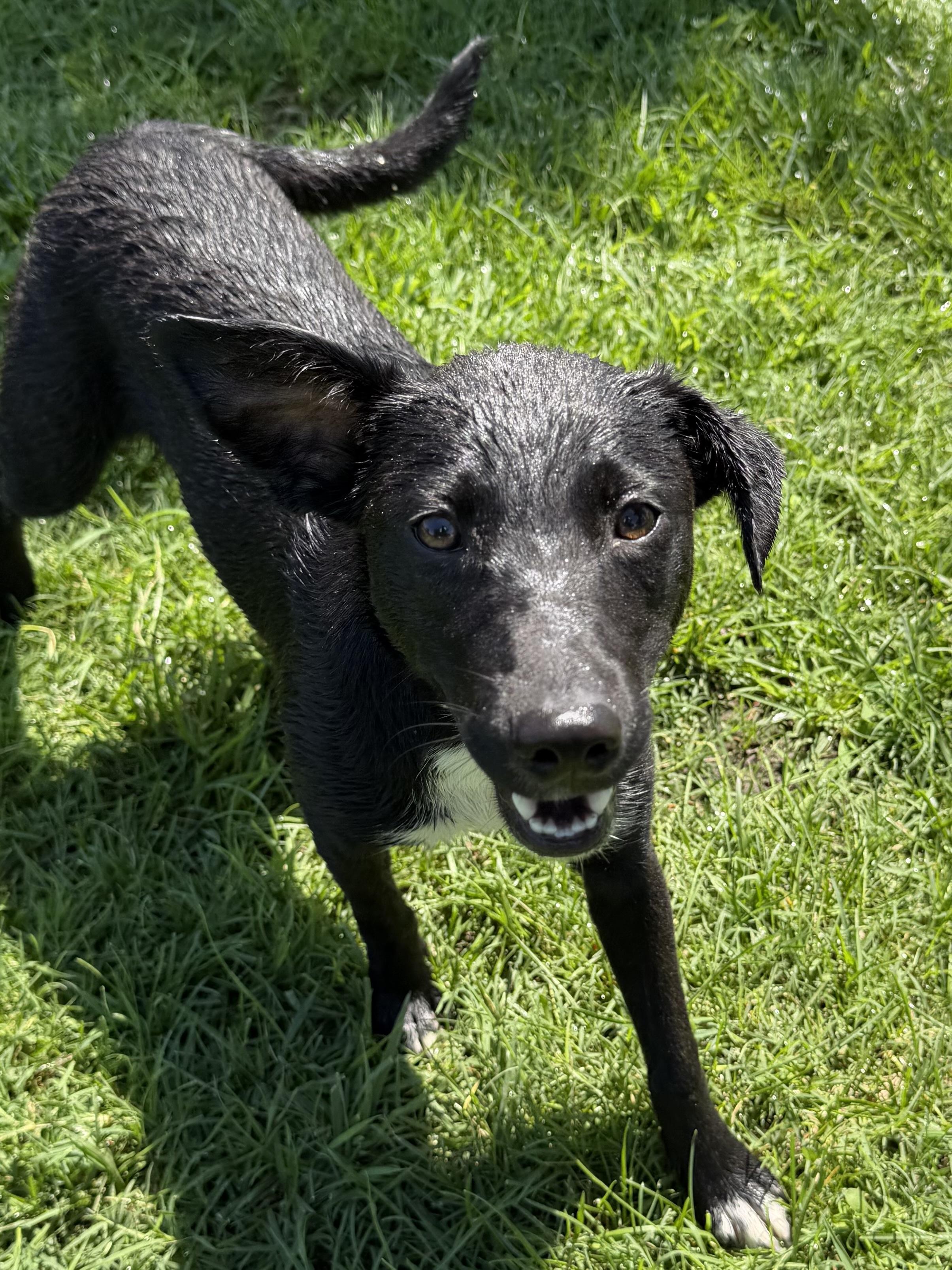 Muffin, ADOPTABLE, Young Female Border Collie.