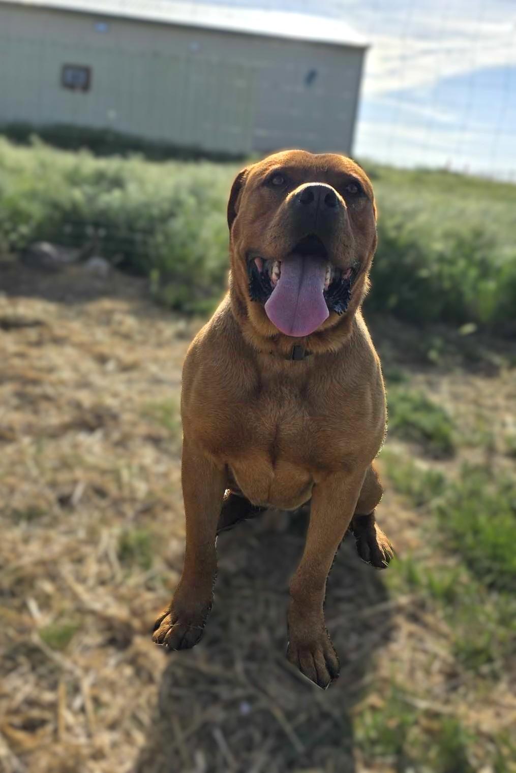 Maui: RIDGE DOG IN TRAINING @ PRISON FACILITY, Adult Male unknown