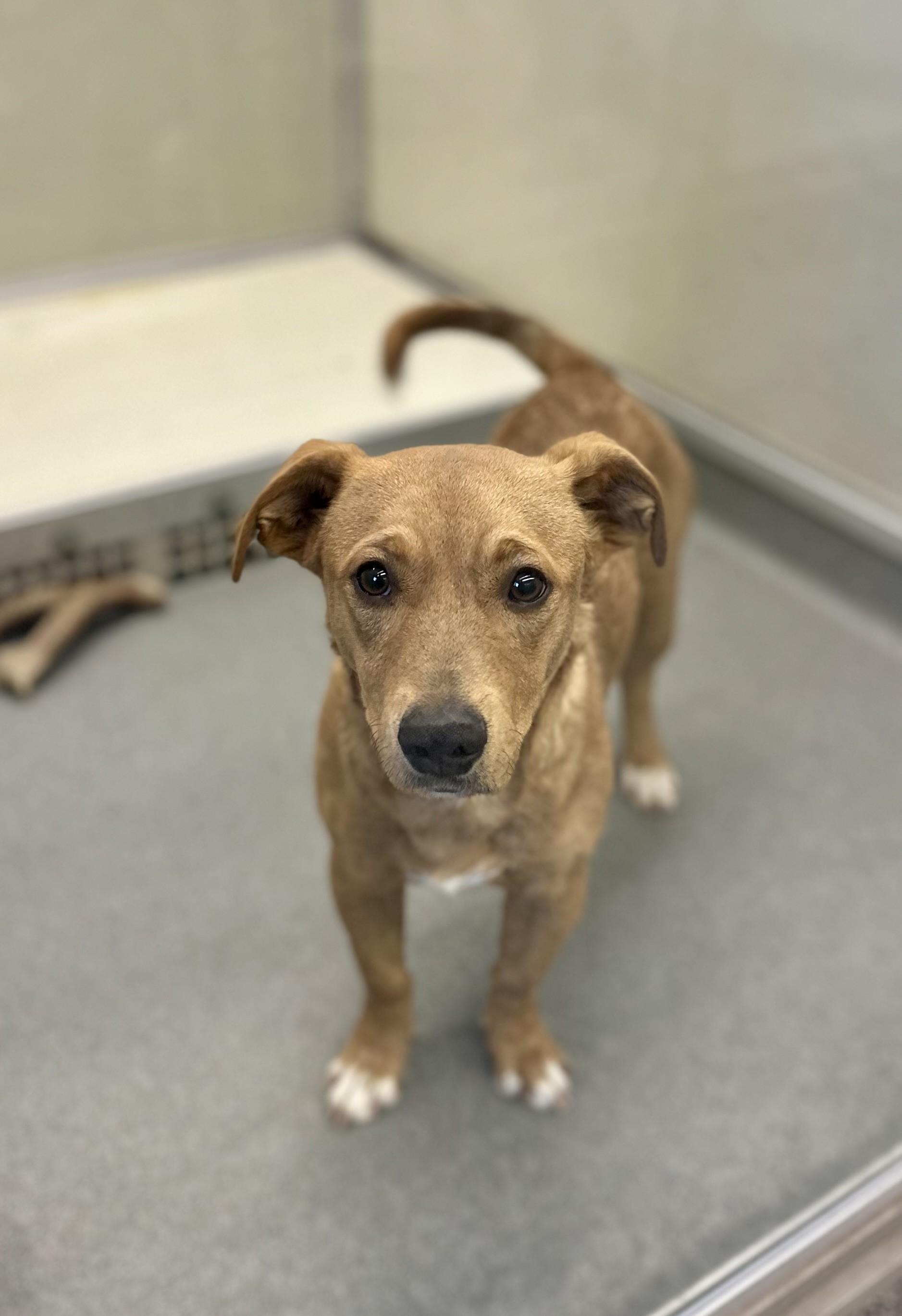 Stanford #1637 (810)