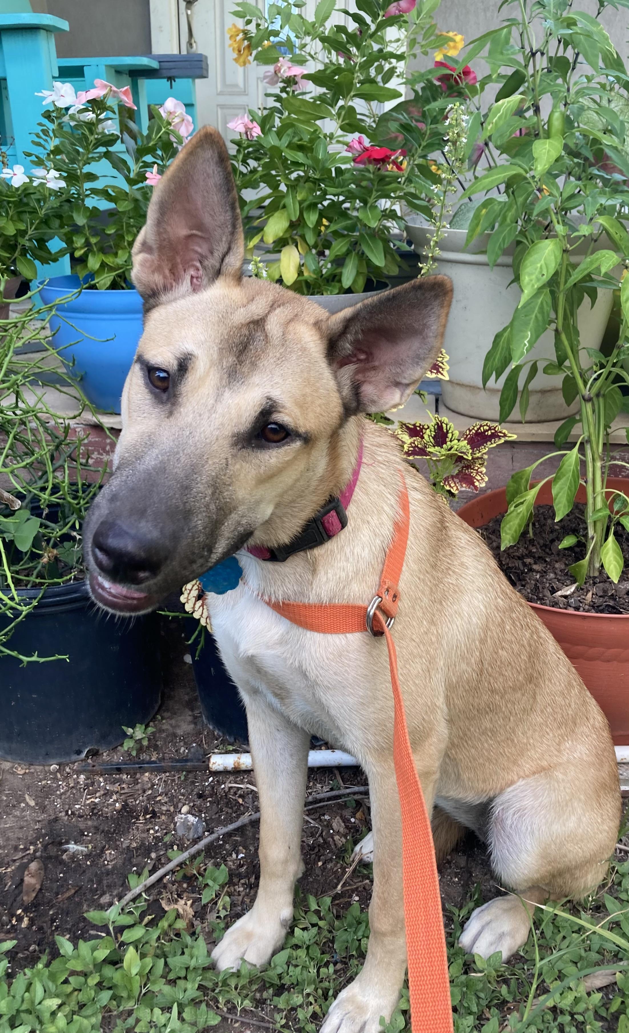 Sally, a Adoptable mixed breed in New Haven, CT image 3/5