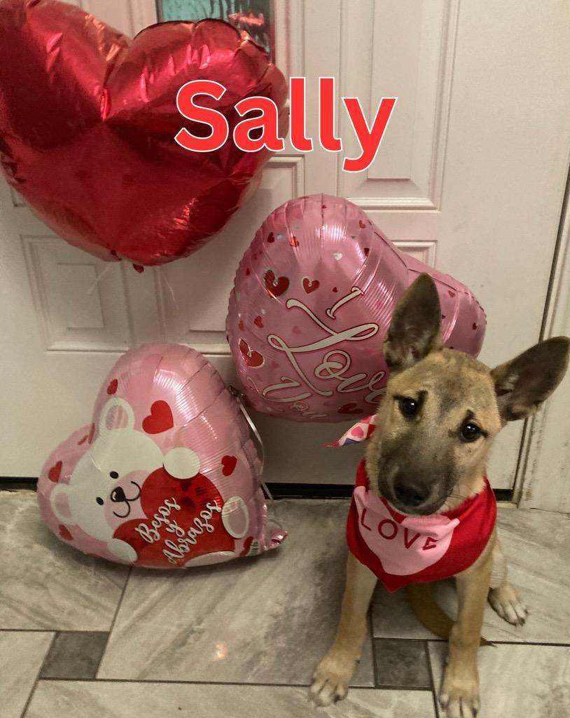 Sally, a Adoptable mixed breed in New Haven, CT image 4/5