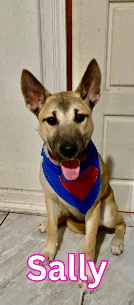 Sally, a Adoptable mixed breed in New Haven, CT image 5/5