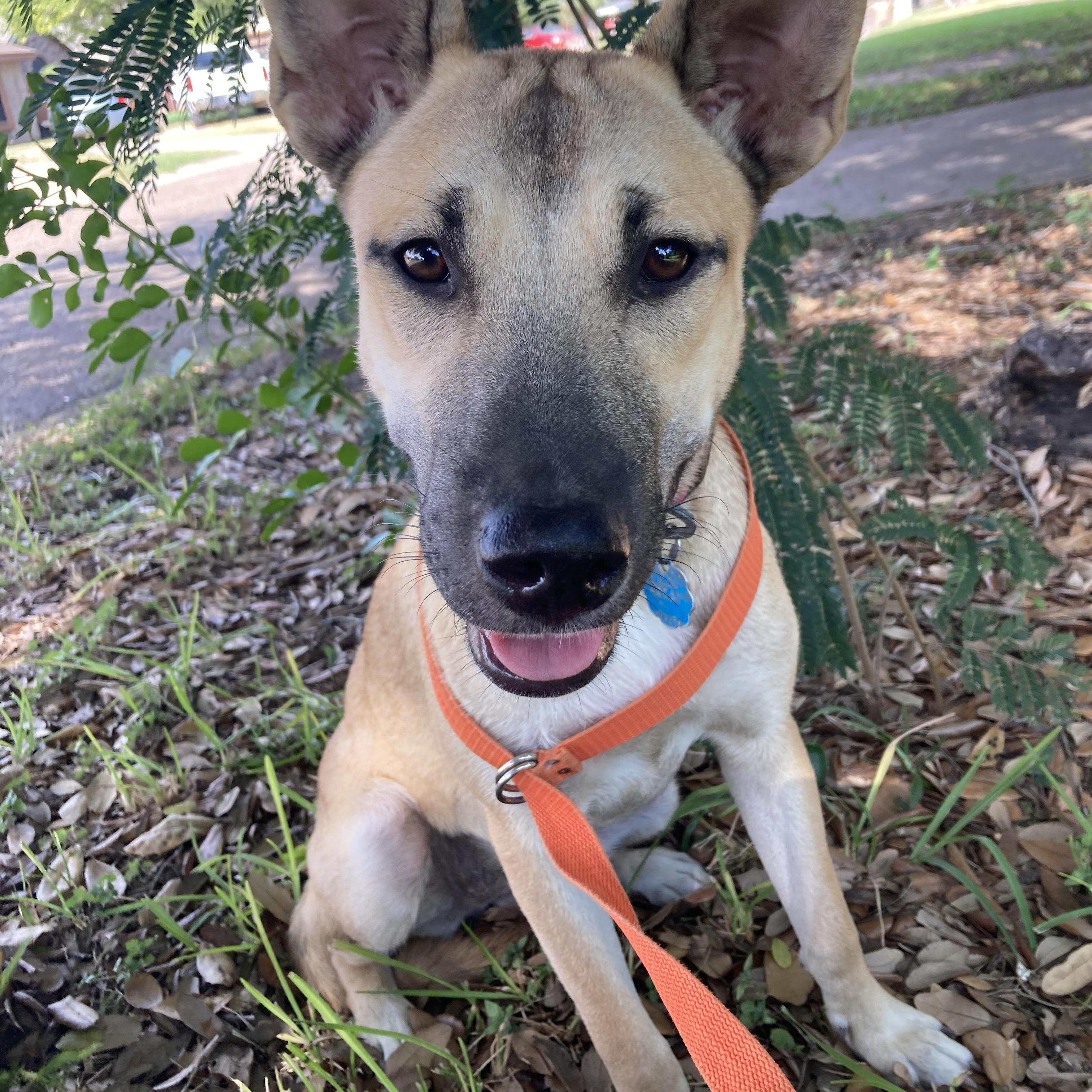 Sally, a Adoptable mixed breed in New Haven, CT image 1/5