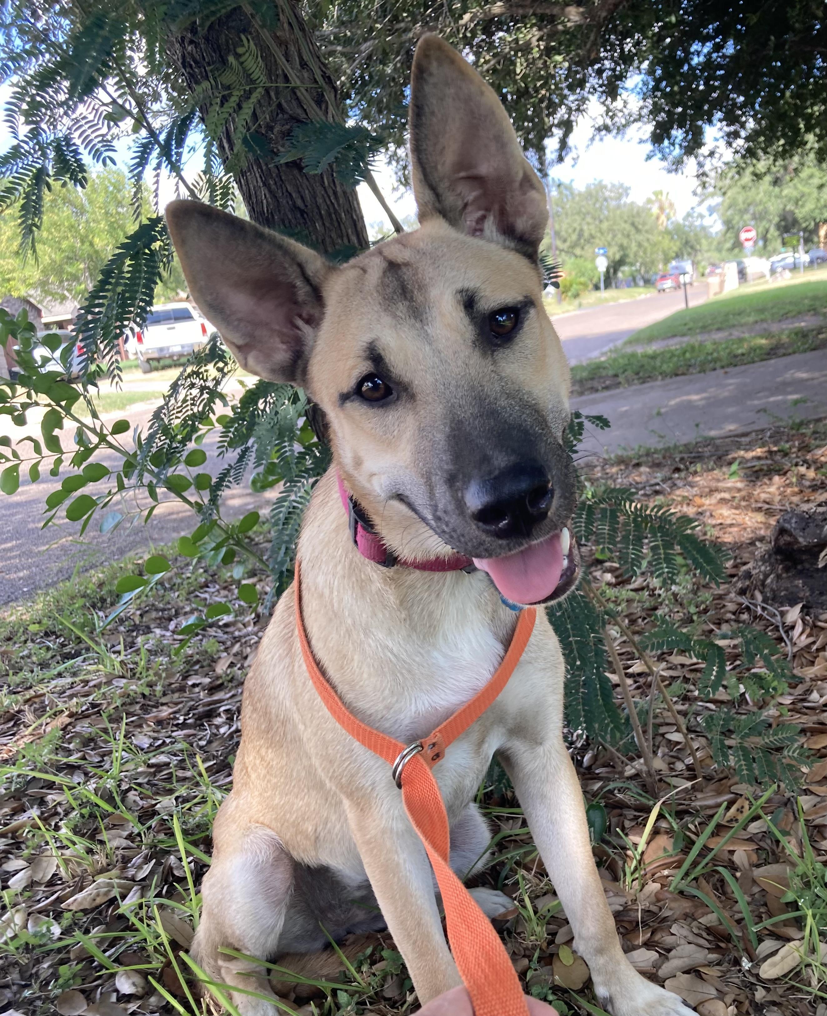 Sally, a Adoptable mixed breed in New Haven, CT image 2/5