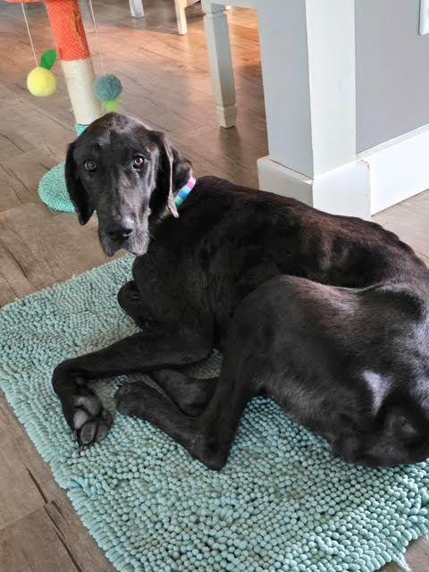 Phoebe (WV), adoptable, Young Female Great Dane.