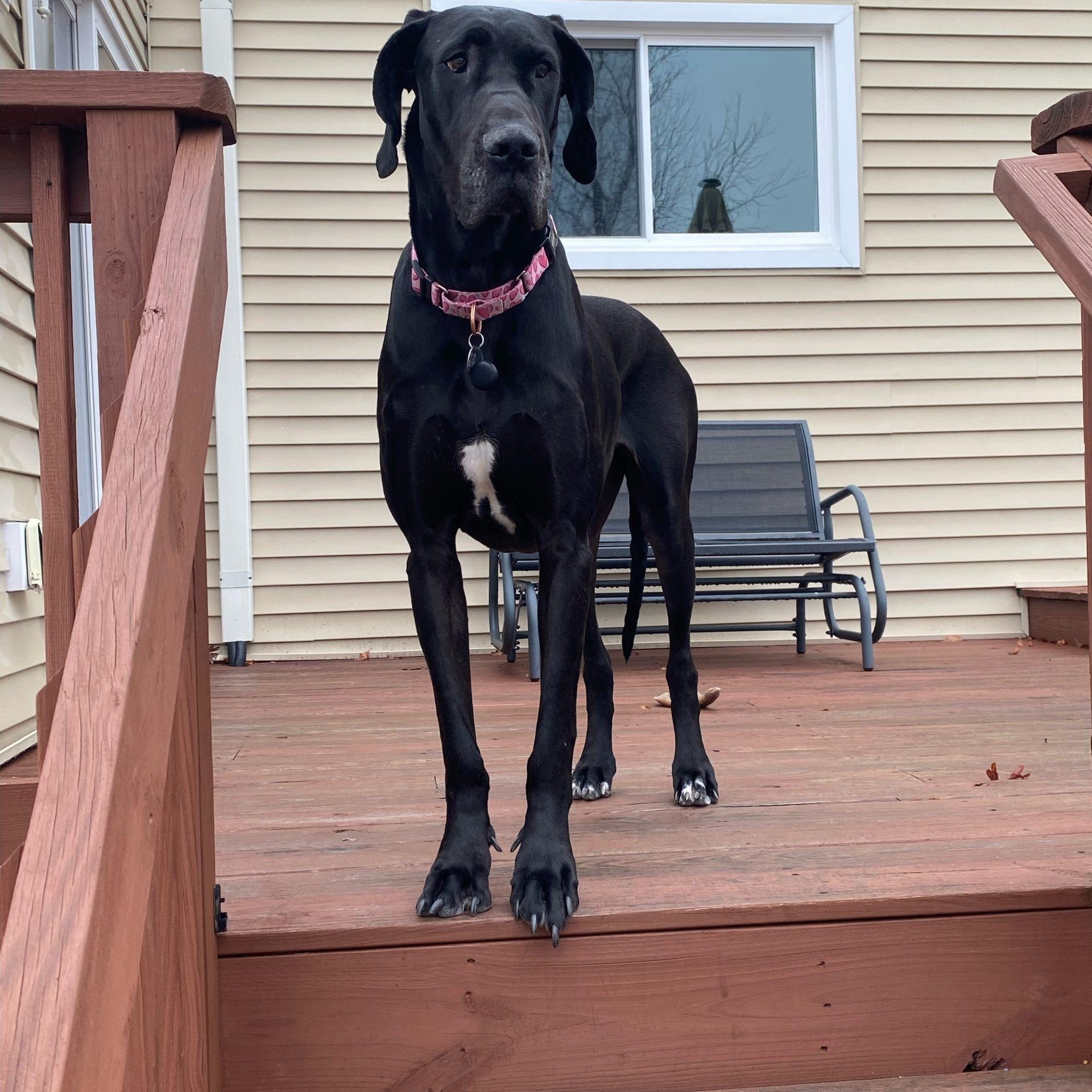 Enlarge Phoebe (WV), an adoptable Great Dane in Martinsburg, WV image 1/5
