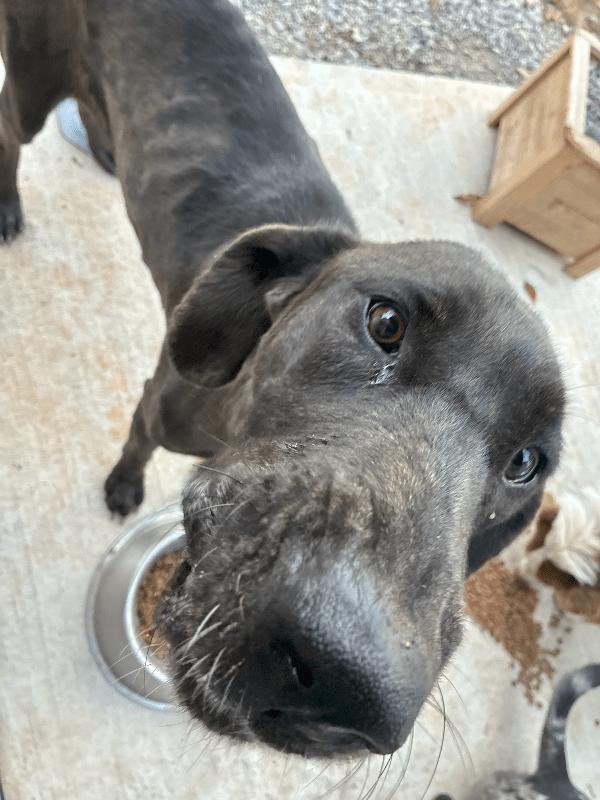 Enlarge Phoebe (WV), an adoptable Great Dane in Martinsburg, WV image 3/4