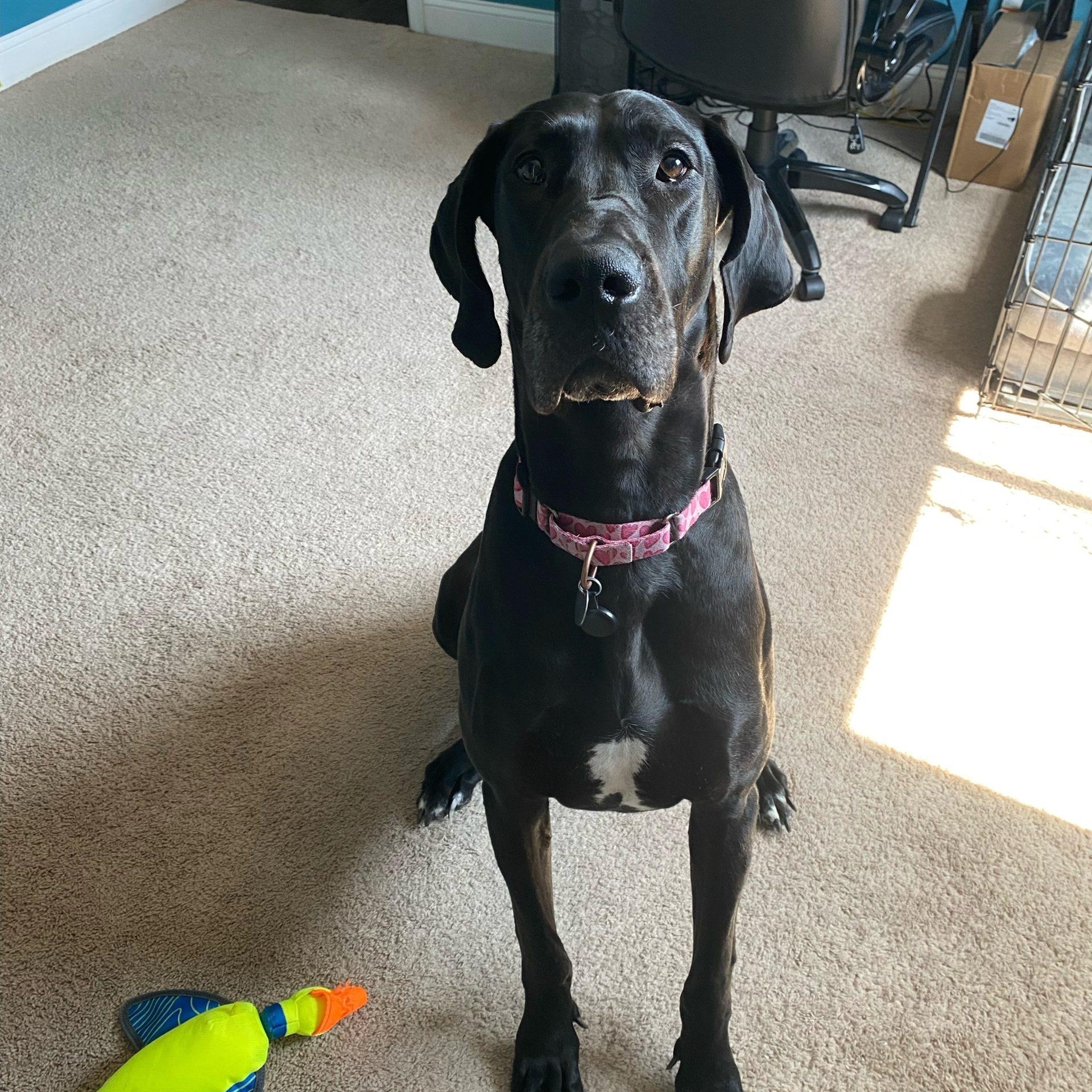 Enlarge Phoebe (WV), an adoptable Great Dane in Martinsburg, WV image 5/5