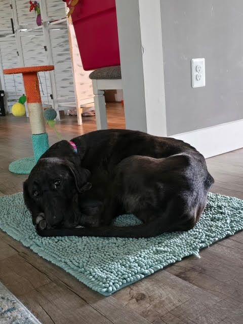 Enlarge Phoebe (WV), an adoptable Great Dane in Martinsburg, WV image 4/4