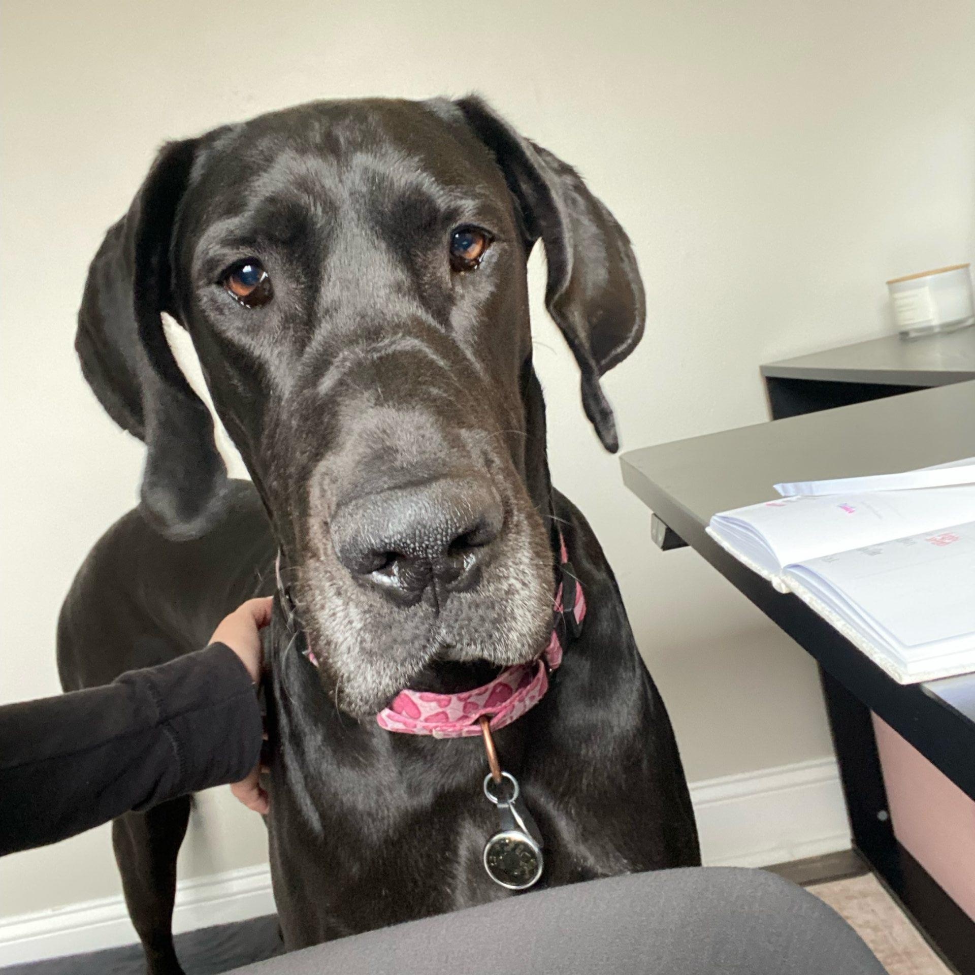 Enlarge Phoebe (WV), an adoptable Great Dane in Martinsburg, WV image 4/5