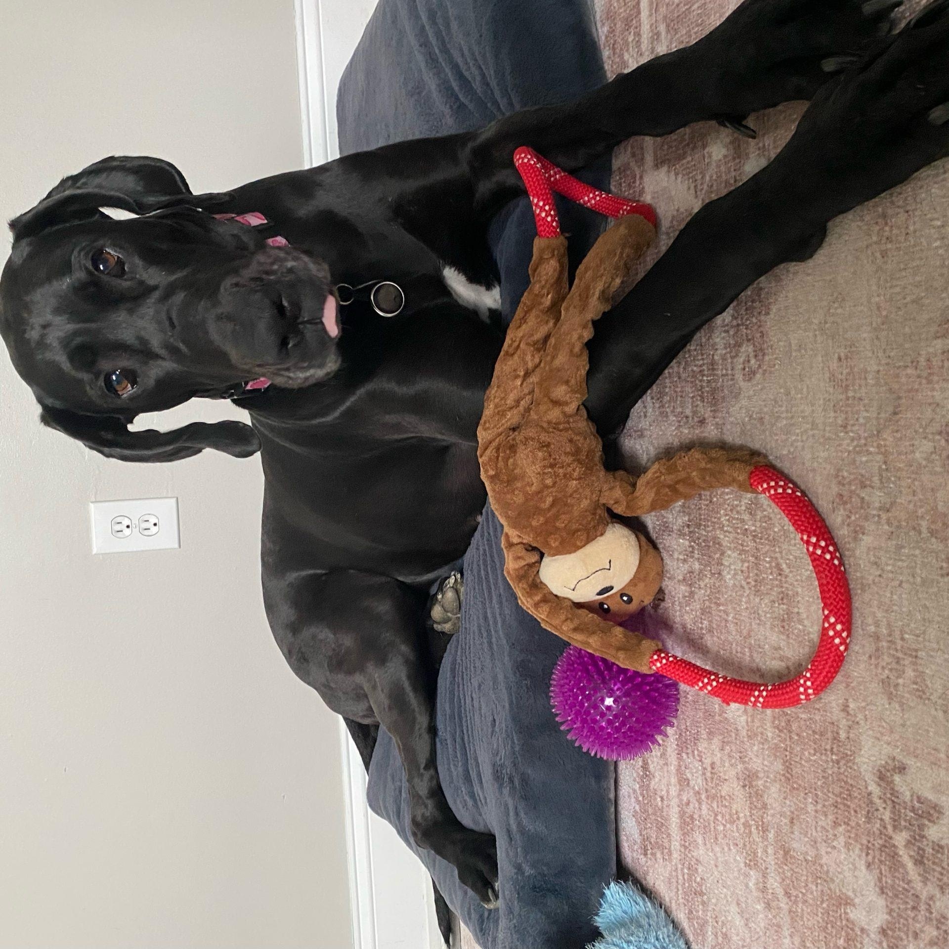 Enlarge Phoebe (WV), an adoptable Great Dane in Martinsburg, WV image 2/5