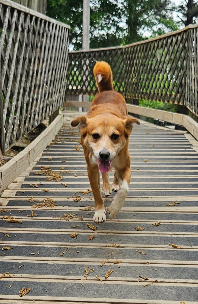 Rabbit, Adoptable, Adult Male Shepherd & Mixed Breed.