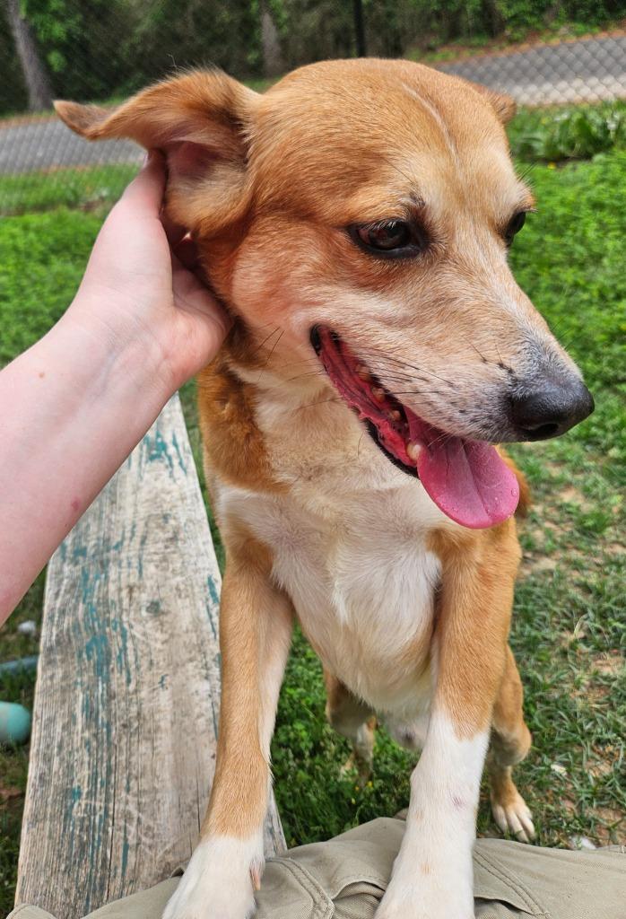Enlarge Rabbit, a Adoptable mixed breed in Sherwood, AR image 1/6