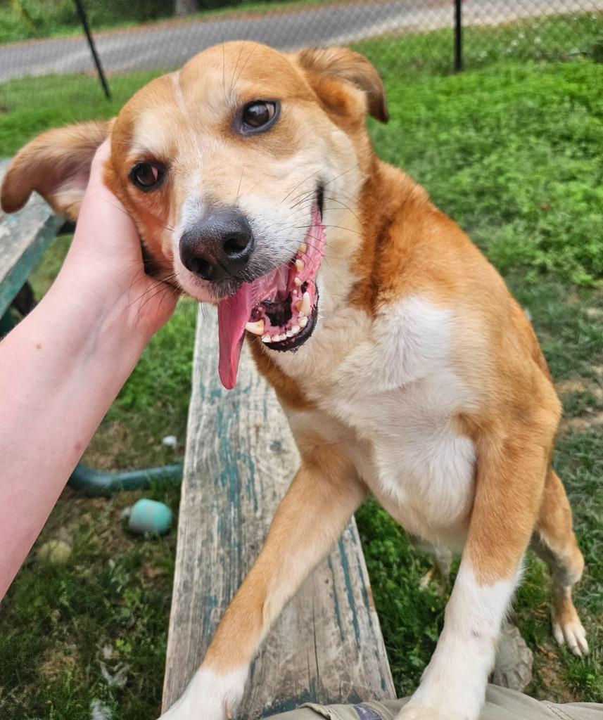Enlarge Rabbit, a Adoptable mixed breed in Sherwood, AR image 2/6
