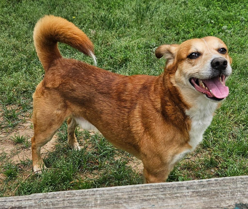 Enlarge Rabbit, a Adoptable mixed breed in Sherwood, AR image 3/6