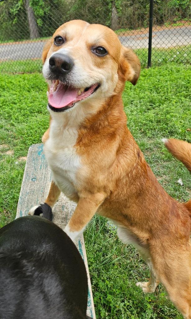 Enlarge Rabbit, a Adoptable mixed breed in Sherwood, AR image 4/6