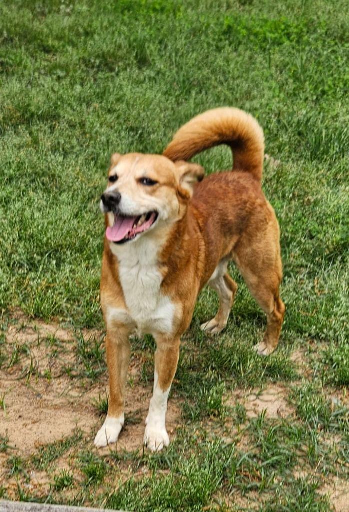 Enlarge Rabbit, a Adoptable mixed breed in Sherwood, AR image 6/6