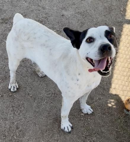 Oreo - URGENT, ADOPTABLE, Adult Female Pit Bull Terrier.