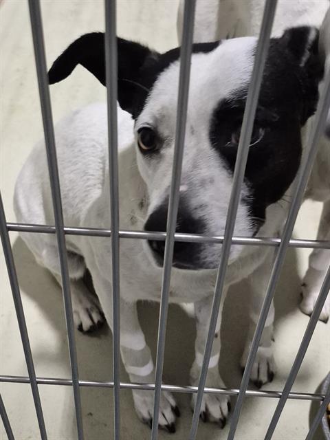 Oreo - URGENT, a ADOPTABLE mixed breed in Thousand Oaks, CA image 4/4