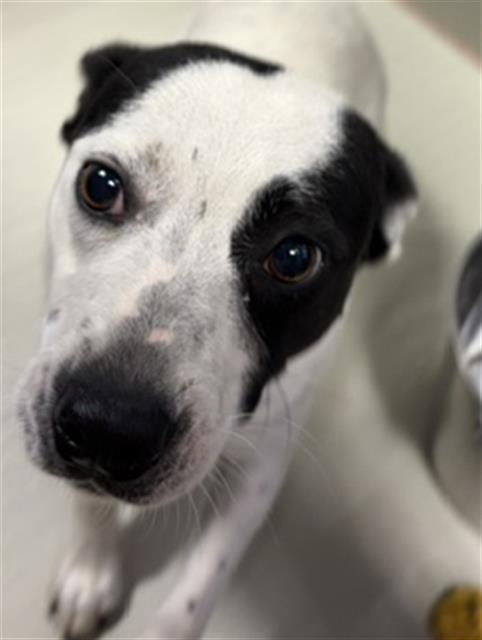 Oreo - URGENT, a ADOPTABLE mixed breed in Thousand Oaks, CA image 3/4