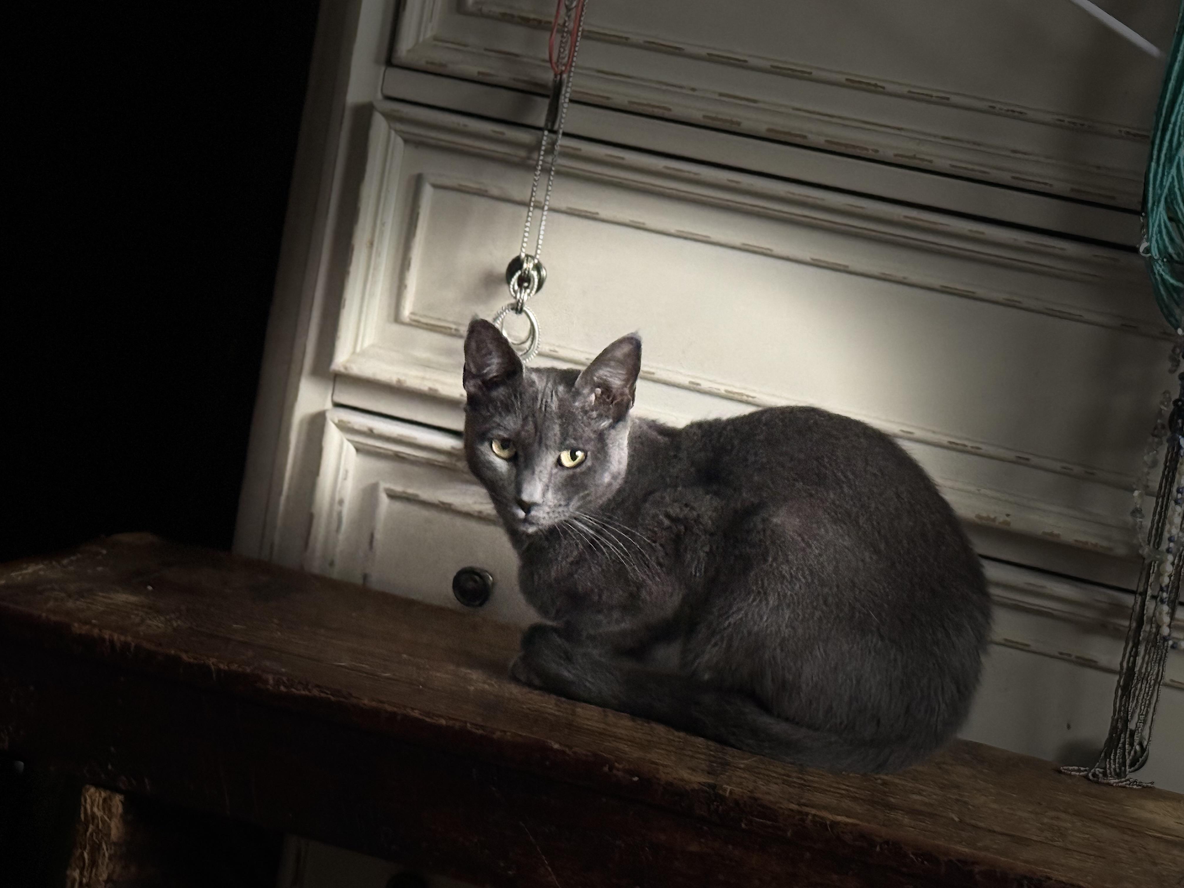 Sterling, Adoptable, Adult Female Domestic Short Hair.