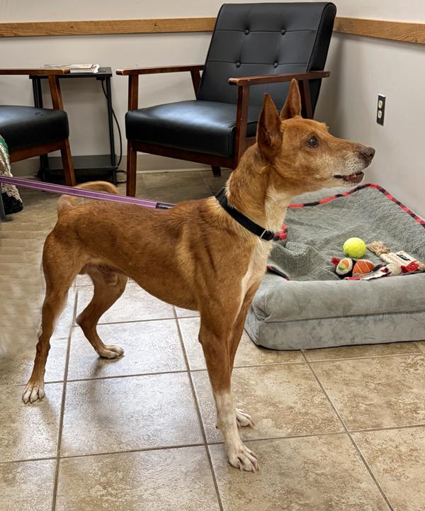 Dorado, Adopted, Adult Male Portuguese Podengo.