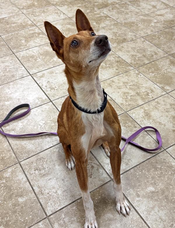 Enlarge Dorado, a Adopted mixed breed in Mansfield, MA image 2/3