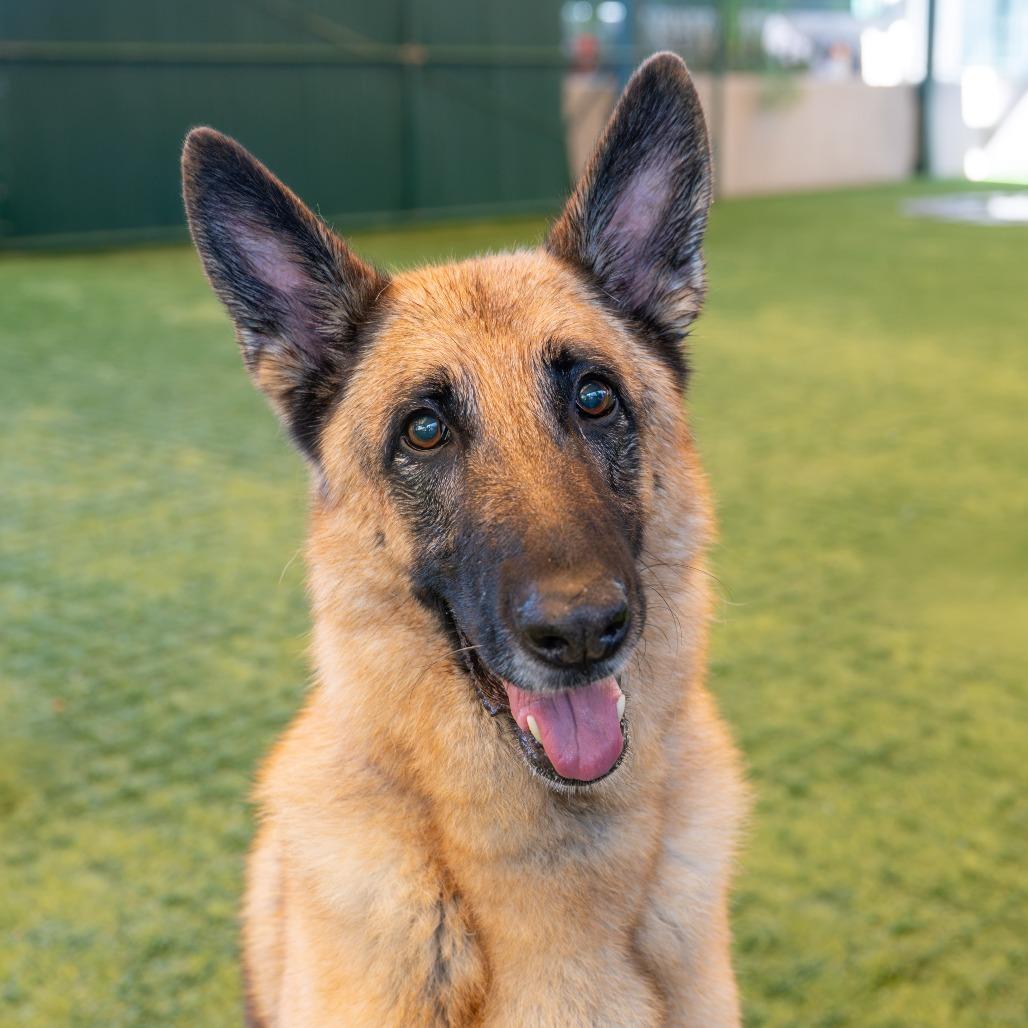 Sheppy, Adoptable, Adult Male German Shepherd Dog.