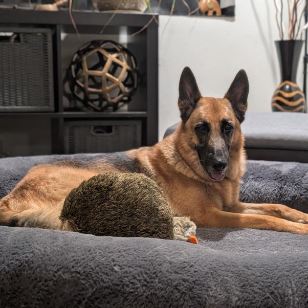 Enlarge Sheppy, a Adoptable German Shepherd Dog in Pasadena, CA image 2/5