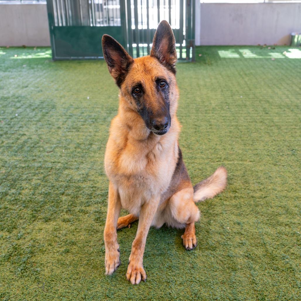 Enlarge Sheppy, a Adoptable German Shepherd Dog in Pasadena, CA image 3/5