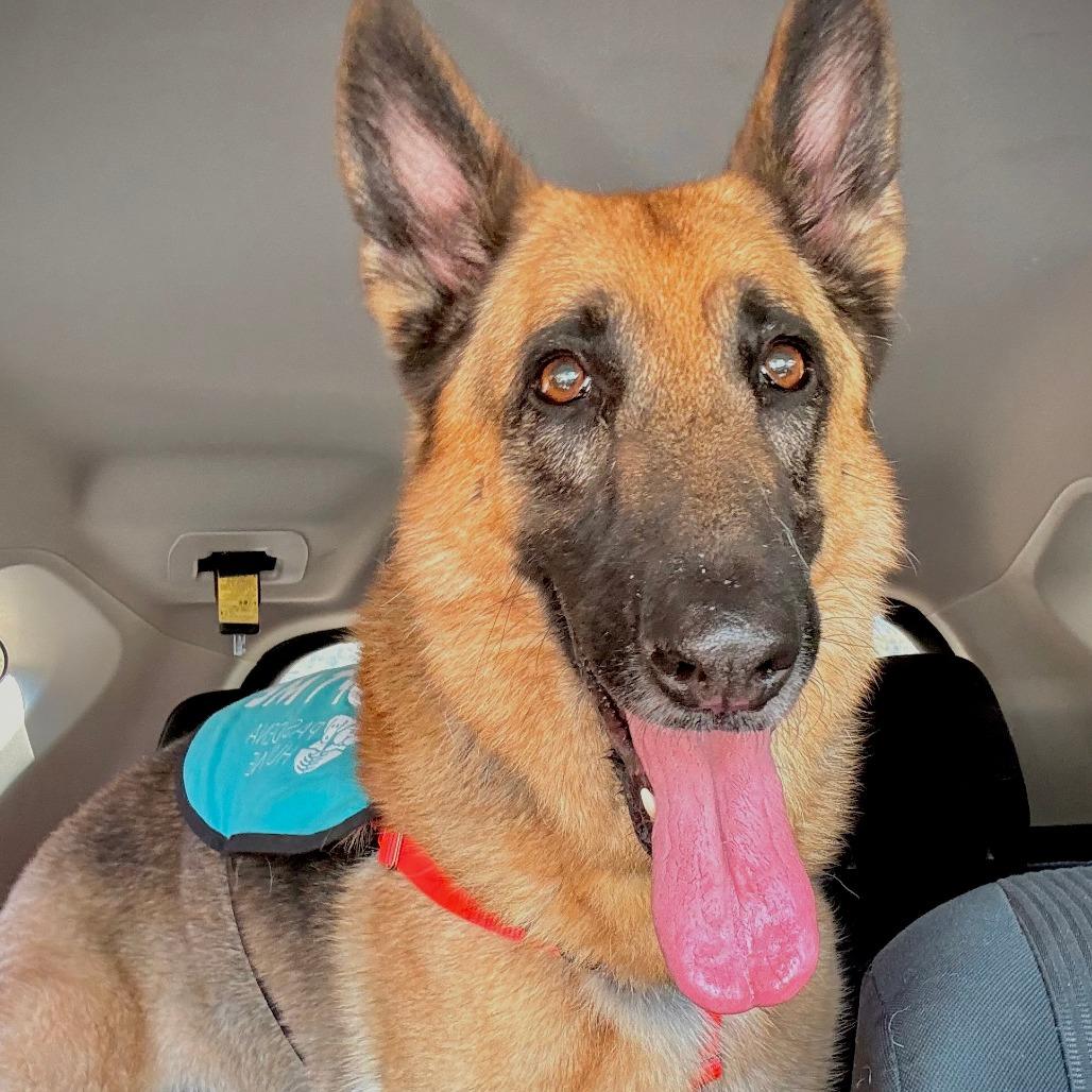 Enlarge Sheppy, a Adoptable German Shepherd Dog in Pasadena, CA image 4/5