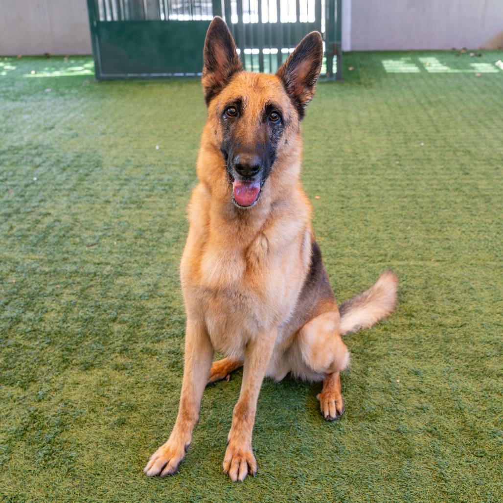 Enlarge Sheppy, a Adoptable German Shepherd Dog in Pasadena, CA image 5/5