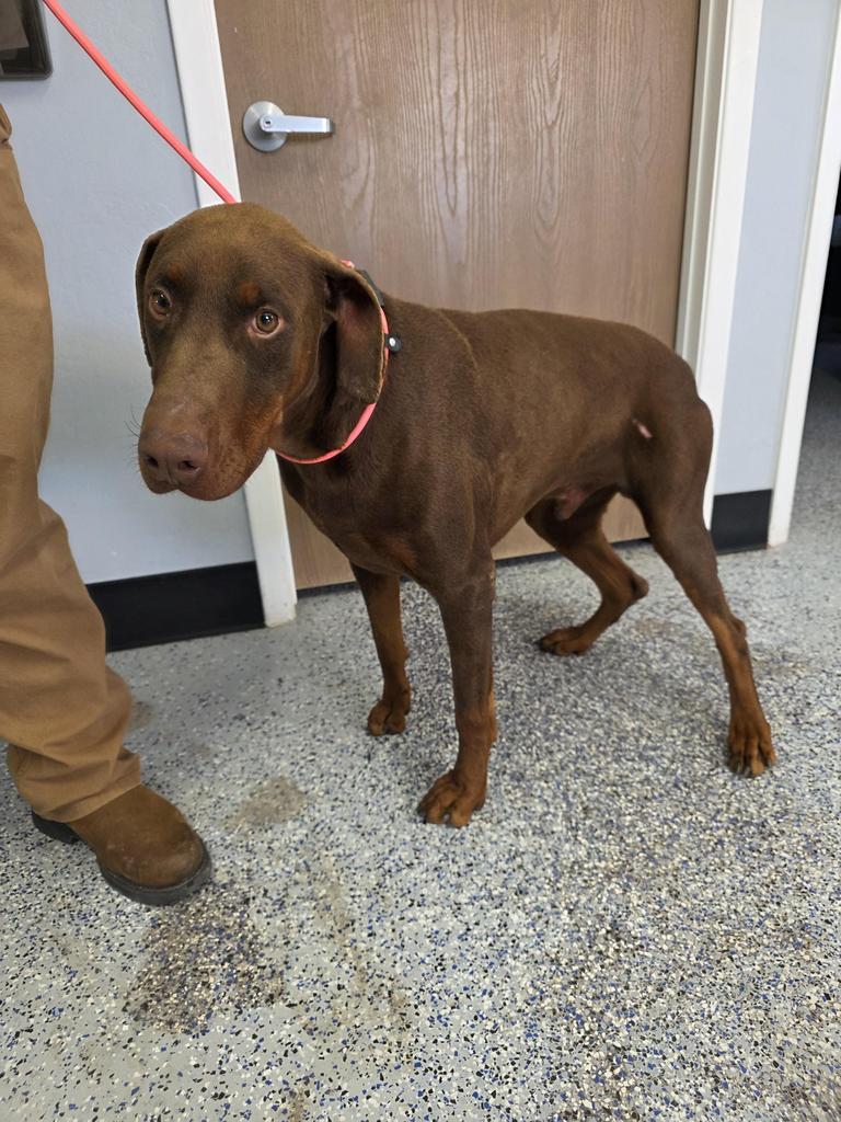 Butch, Adoptable, Adult Male Doberman Pinscher.