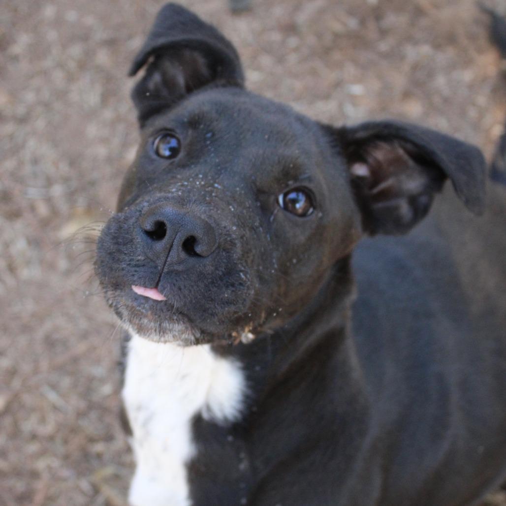 Sedona, Adoptable, Young Female Pit Bull Terrier & Mixed Breed.