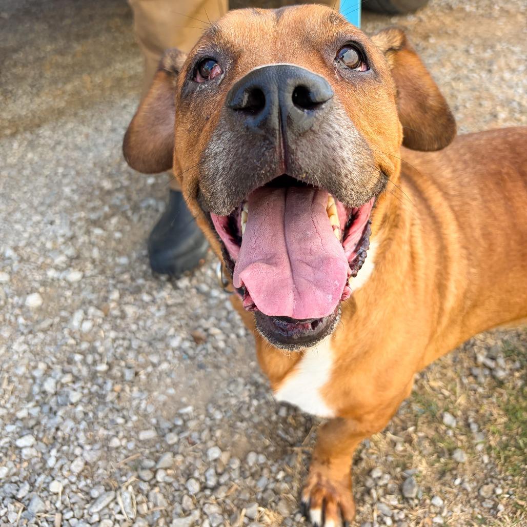 Enlarge Zeesha, a Adoptable mixed breed in Tulsa, OK image 1/1