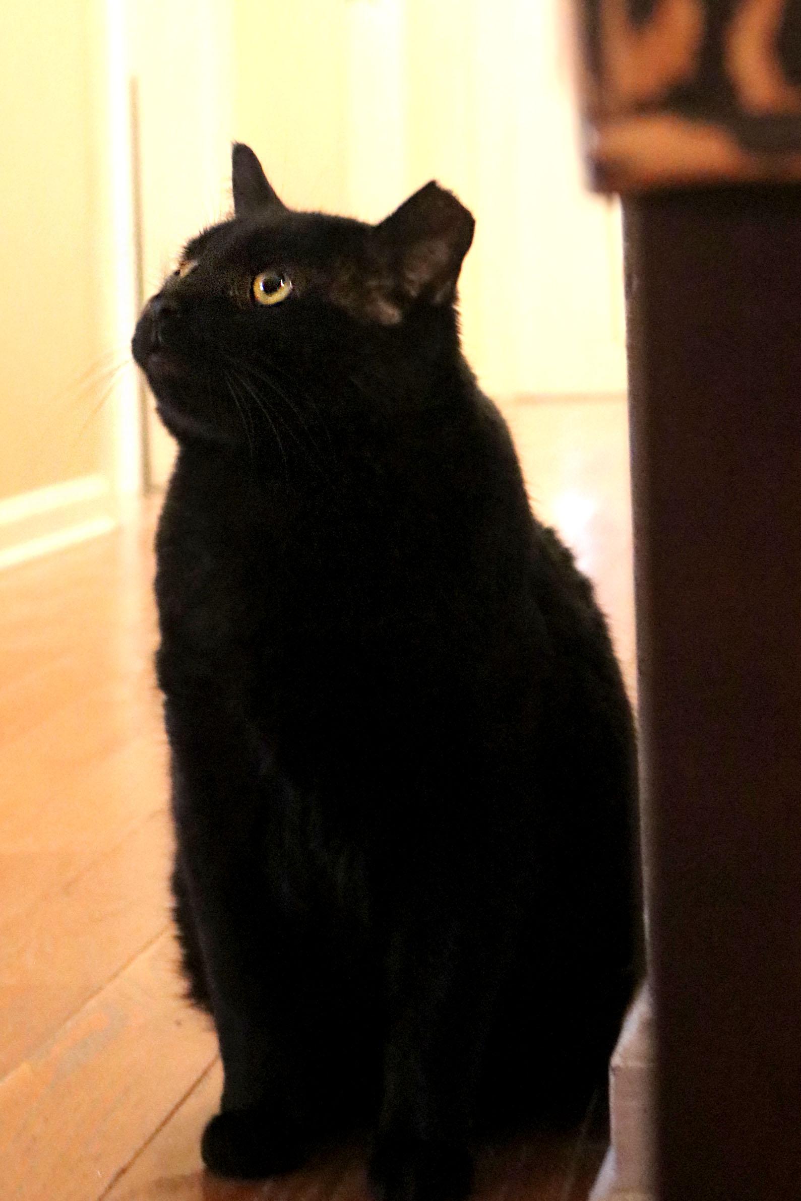 Angus — thumbnail 11