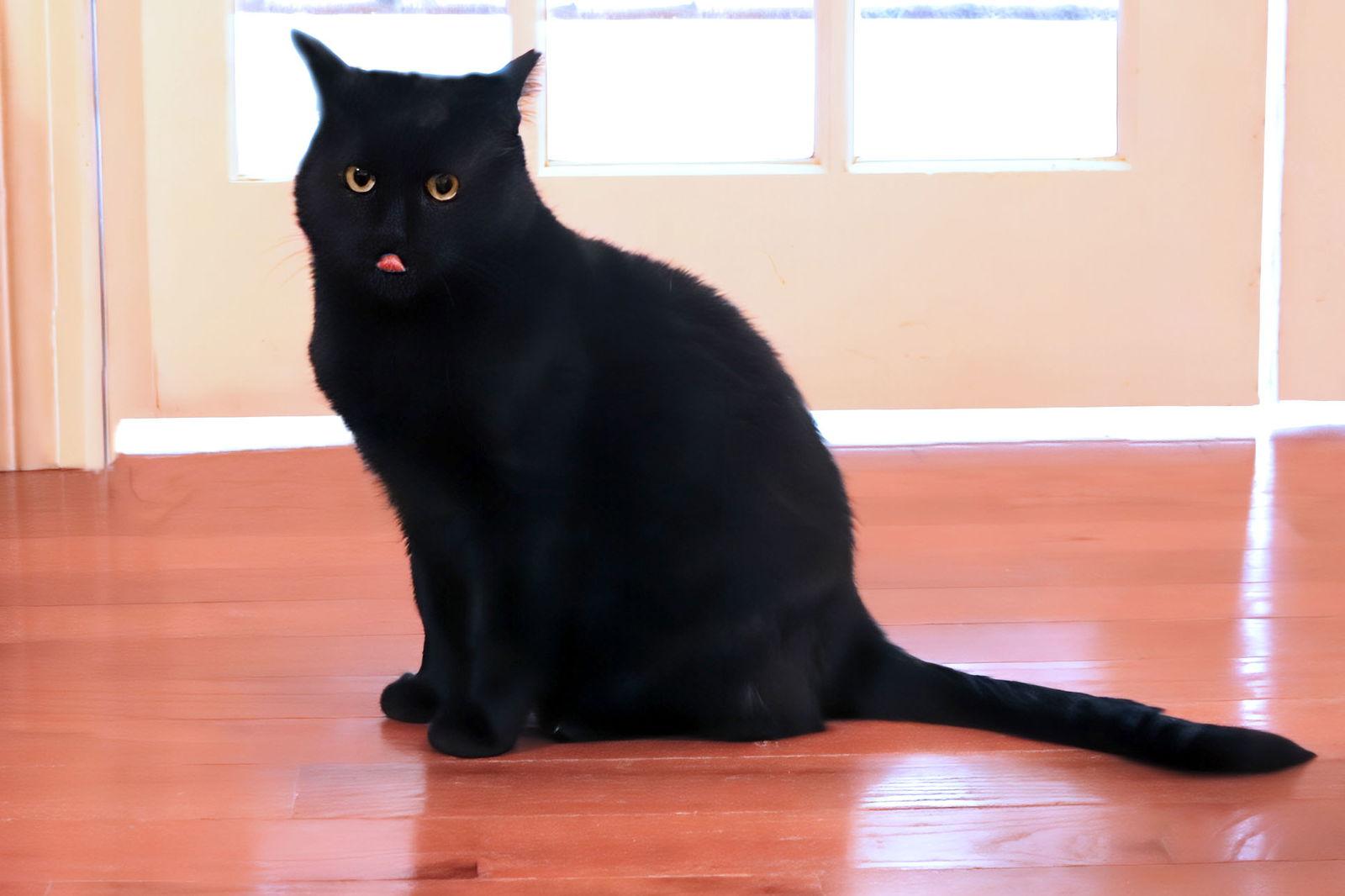 Angus — thumbnail 12